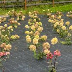 Hortenzia metlinatá (Hydrangea paniculata) ´MAGICAL SWEET SUMMER®´ - výška 30-50 cm, kont. C3L